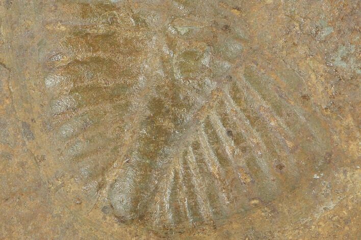 Partial Ogyginus Cordensis - Classic British Trilobite #103107